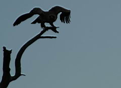 birds akeru IMG_4668.jpg